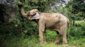 Dumba elefant Caldes
